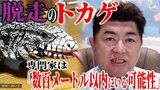 脱走のトカゲは何処へ…　専門家は「現場から数百メートル以内にいる可能性」　警察は慣れないトカゲの捜索に苦戦　|　青森のニュース│ATV NEWS│青森テレビ