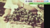 シャインマスカットのルーツは旧ソ連にあった?! 貴重な8ミリ映像からひも解くブドウ開発の歴史 | 山梨のニュース | UTYテレビ山梨