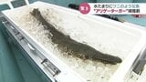 密着!アリゲーターガー捕獲作戦 富山の冬をどうやって?2年前から生息の噂も…水中に暖かい場所あったか | 富山のニュース|天気・防災|チューリップテレビ