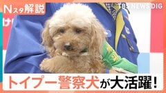 トイプードル警察犬 親子で大活躍！シェパードなどの大型犬にはないメリットも【Nスタ解説】| TBS CROSS DIG with Bloomberg