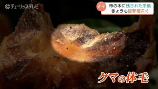 「まさかこんなに早く…」富山市の住宅敷地で柿がクマの被害 各地で目撃や痕跡が相次ぐ、住民に不安広がる | 富山のニュース|天気・防災|チューリップテレビ