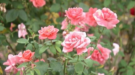 バラの「二番花」と満開のアジサイが共演！初夏のRSKバラ園【岡山