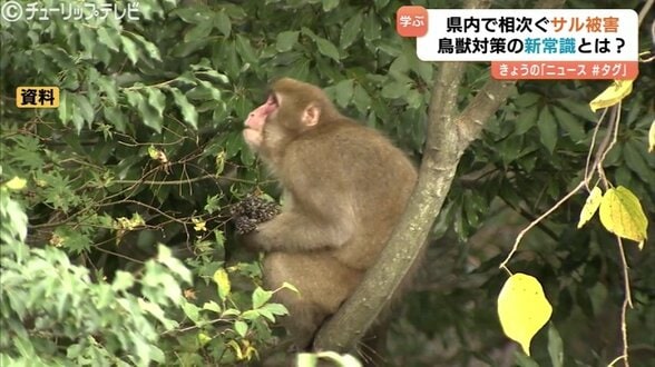 「電気柵は顔と手を狙え」サルから農作物“確実に守る”2つの鉄則　専門家が解説する“新常識”　被害額は400万円以上 に　富山　|　富山のニュース｜天気・防災｜チューリップテレビ