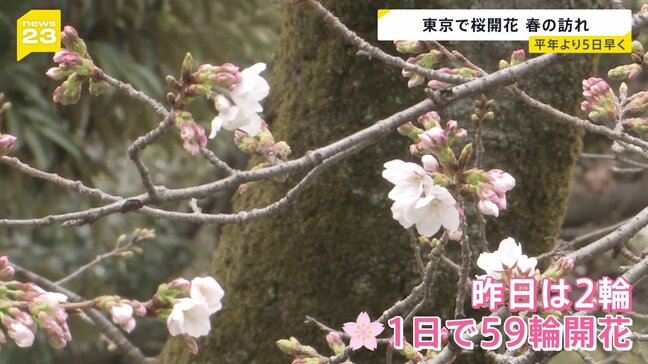 東京で桜開花を発表 平年より5日早く　靖国神社で開花発表基準を大きく上回る「61輪」確認|TBS NEWS DIG