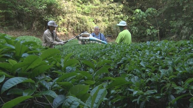 一番茶の摘み取り始まる 国頭村奥|TBS NEWS DIG
