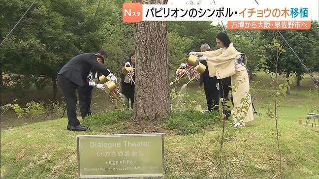 万博パビリオン「Dialogue Theater–いのちのあかし–」のシンボル『イチョウの木』が公園に移植　大阪・泉佐野市|TBS NEWS DIG