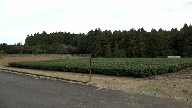 クマ目撃か 裾野市須山で観光客が通報 地元区長「イノシシやシカの見間違いでは」=静岡|TBS NEWS DIG