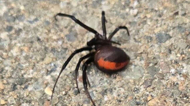 高速道路のSA近くで「セアカゴケグモ」5匹 石川県内の発見は15例目|TBS NEWS DIG