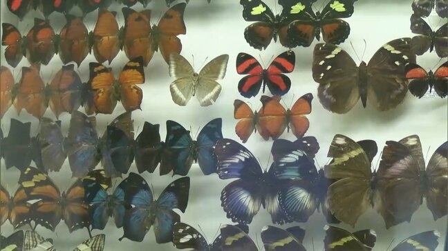 世界中で採集されたチョウとガの標本約1万点 倉敷市立自然史博物館で展示会 5月6日まで【岡山】|TBS NEWS DIG