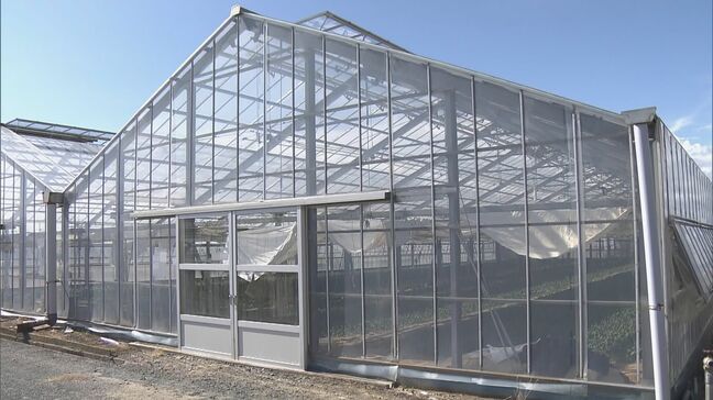 台風10号で“真夏の四番打者”小松菜を守る！充電式の扇風機もスタンバイ 自宅の冷凍庫には「凍らせたペットボトル」も|TBS NEWS DIG