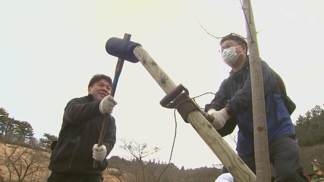 ボランティアがサクラの苗木65本を植樹 |TBS NEWS DIG