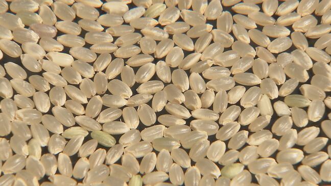 価格高騰のなか・・・コメの盗難相次ぐ 相馬市で180キロ 玉川村で30キロ 福島|TBS NEWS DIG