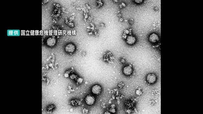 ブタの“日本脳炎ウイルス”感染が判明…検査の10頭全てに抗体、うち1頭は最近の感染か「媒介する蚊に刺されないで」県が注意呼びかけ（高知）|TBS NEWS DIG