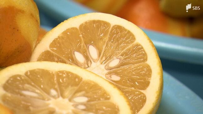 「捨てられるダイダイ」がお酒に！ 皮を活用したリキュール開発 下田の蒸留所が挑むフードロス削減【SDGs】|TBS NEWS DIG