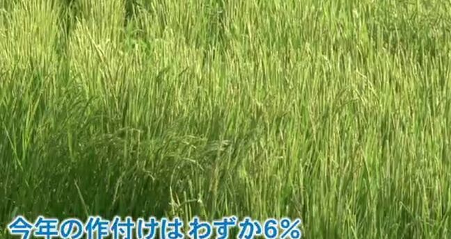 「半分お断りするしか…」常連客に頭を下げ…コメ価格高騰も出荷できず 能登の農家、もどかしい胸の内|TBS NEWS DIG