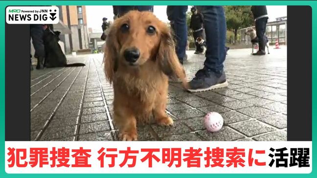 "15頭を採用"「犯罪捜査、行方不明者の捜索に活躍」 嘱託警察犬|TBS NEWS DIG