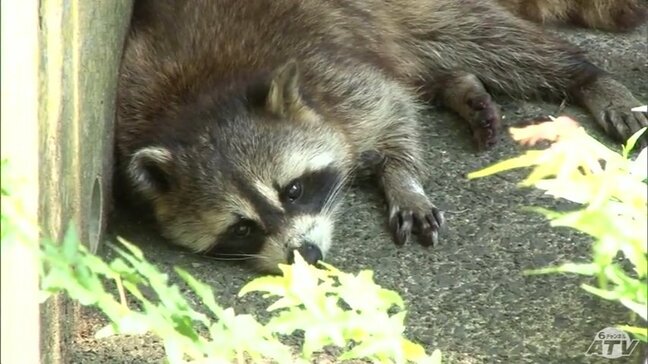 涼しい環境を保つために動物園や水産科学館で暑さ対策|TBS NEWS DIG