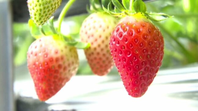 「1月2月は我慢のしどき」 灯油の値上がりがイチゴ園に影響 暖房器具の燃料代などが経営を圧迫|TBS NEWS DIG