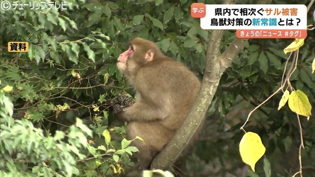 「電気柵は顔と手を狙え」サルから農作物“確実に守る”2つの鉄則　専門家が解説する“新常識”　被害額は400万円以上 に　富山|TBS NEWS DIG