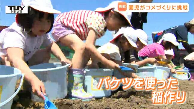 「むにゃむにゃで気持ちいい」園児がバケツをつかった稲の植え付けに挑戦！ 子どもたちが米作りの大変さを学ぶ（山形）|TBS NEWS DIG
