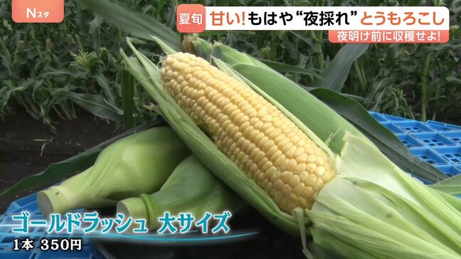 とうもろこしが甘い！朝を超えてもはや“夜採れ” 直売所で100本買う猛者も！|TBS NEWS DIG