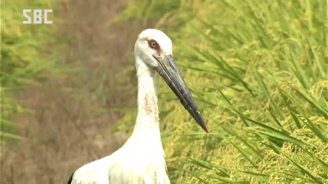 「幸せを運ぶ…」コウノトリ2羽が安曇野市に飛来　国の特別天然記念物で絶滅危惧種　いずれも今年4月に京都で生まれたコウノトリ|TBS NEWS DIG