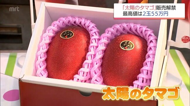 宮崎県産完熟マンゴーの最高級ブランド「太陽のタマゴ」 今季初競りで1ケース2玉入り55万円の最高値|TBS NEWS DIG