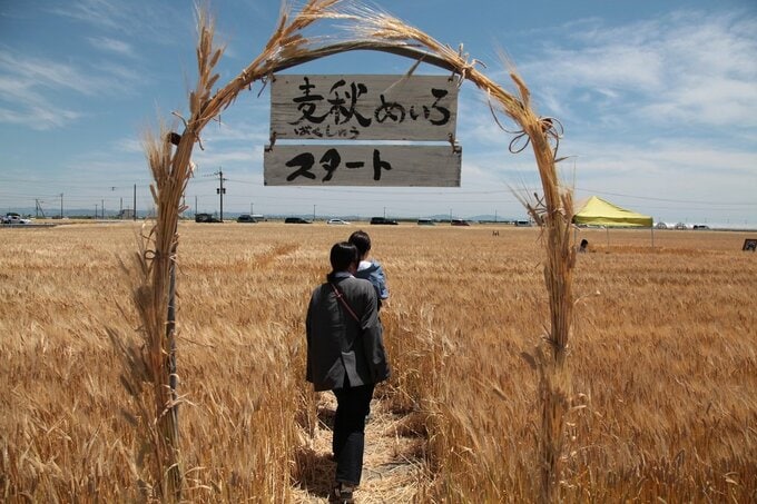 初夏の畑一面が黄金色に染まる「麦秋」期間限定のカフェがオープン|TBS NEWS DIG