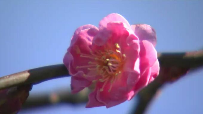 いよいよ春！ 新潟県を含む北陸地方で「春一番」観測　|　新潟のニュース・天気｜BSN NEWS｜BSN新潟放送