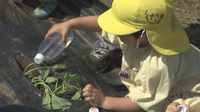 「大きくなあれ！」園児がサツマイモの苗植え　鳥取・鳥取市　|　BSSニュース | BSS山陰放送
