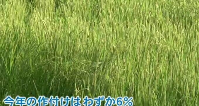 「半分お断りするしか…」常連客に頭を下げ…コメ価格高騰も出荷できず 能登の農家、もどかしい胸の内　|　石川県のニュース｜MRO北陸放送