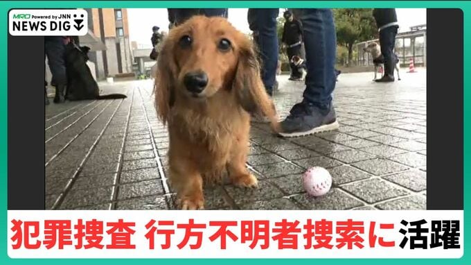 "15頭を採用"「犯罪捜査、行方不明者の捜索に活躍」 嘱託警察犬|TBS NEWS DIG