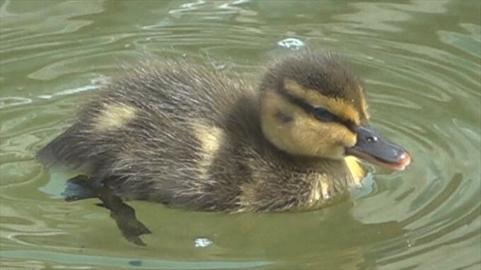 春の風物詩　笛吹市のホテルでカモのヒナが誕生　今年は例年の2倍超える14羽誕生　山梨　|　山梨のニュース | ＵＴＹテレビ山梨