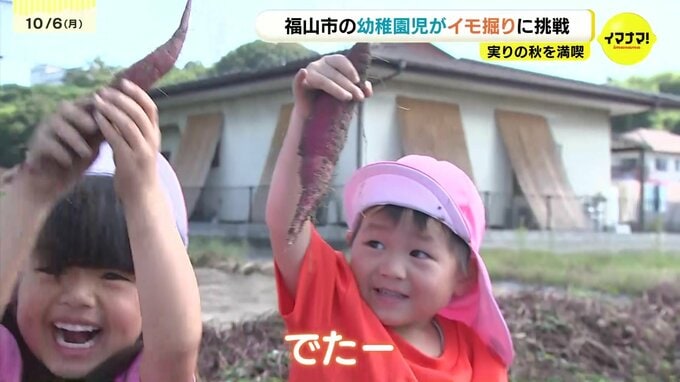 「おイモでてきた」「やいてたべるよ」幼稚園児が実りの秋を満喫　イモ掘りに挑戦　顔と同じくらい大きなサツマイモ手に満足そう　広島県福山市　|　RCC NEWS | 広島ニュース | RCC中国放送