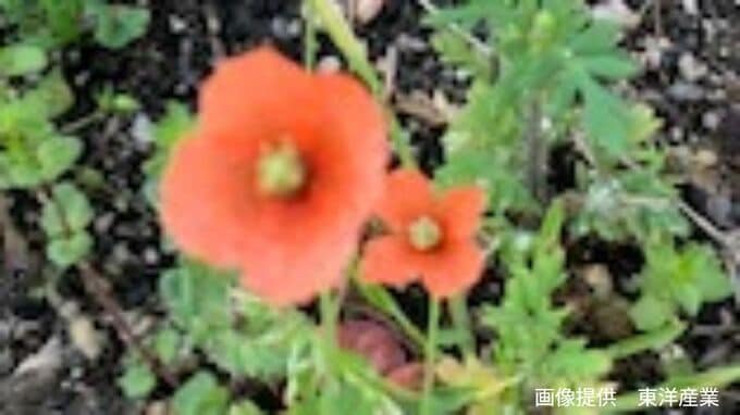 いつのまにか全国に拡大「オレンジ色の花」　実は「アルカロイド系の毒素」を含む"地中海沿岸"うまれ|TBS NEWS DIG