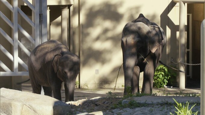 総選挙ならぬ”ゾウ選挙”　福岡市動物園で４頭のアジアゾウの名前を決める決戦投票スタート　|　福岡のニュース｜RKB NEWS｜RKB毎日放送
