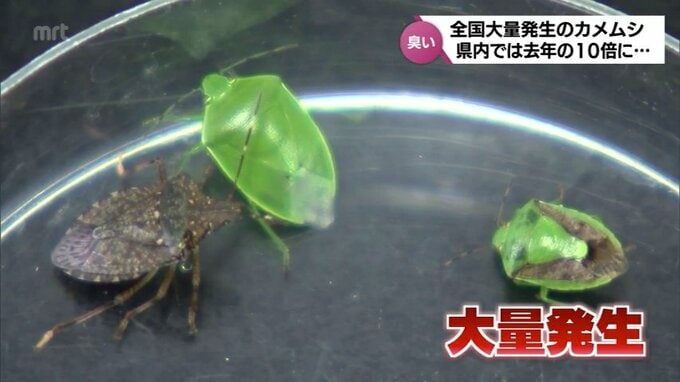 「くさい成分が出る前に先に冷やして固めて」「半分に切ったペットボトルですくって捕獲」大量発生のカメムシ　退治するためのワザ　|　MRTニュース ｜ ＭＲＴ宮崎放送