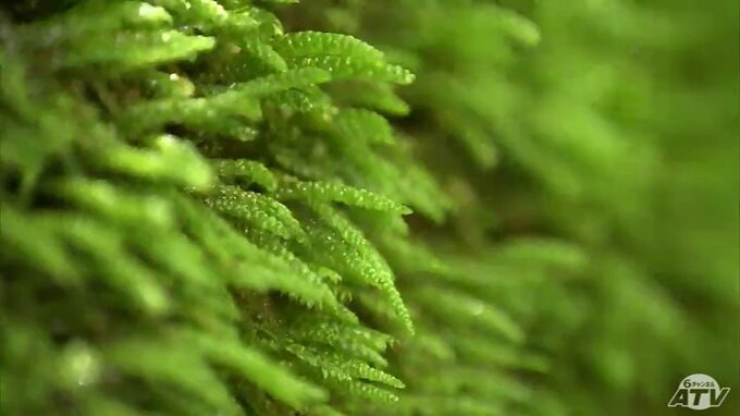 神秘の世界・奥入瀬渓流コケさんぽ　夏休み東北おすすめスポット|TBS NEWS DIG