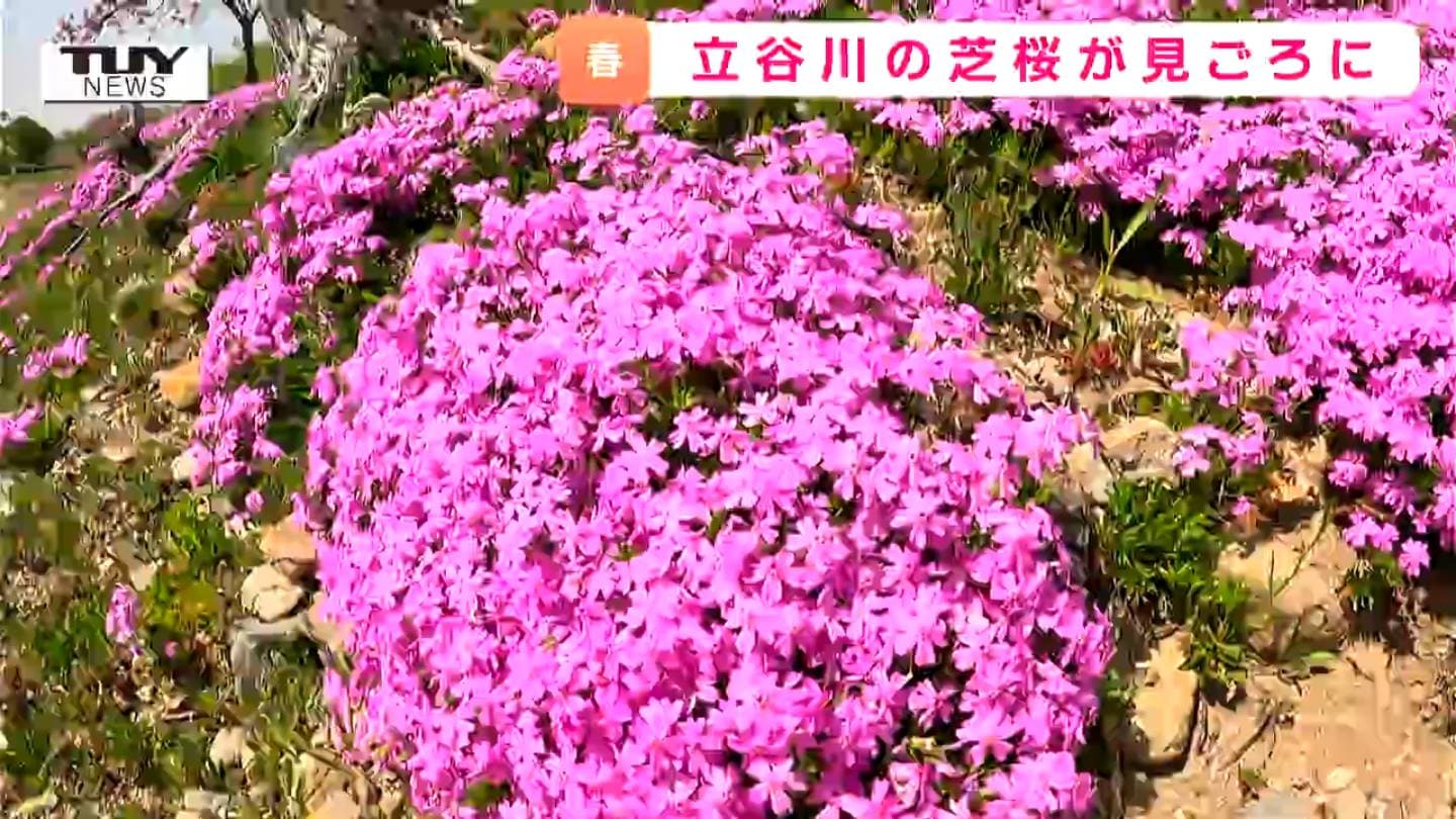 ボランティアによって守られる景色 春の名物 「立谷川の芝桜」が見ごろ