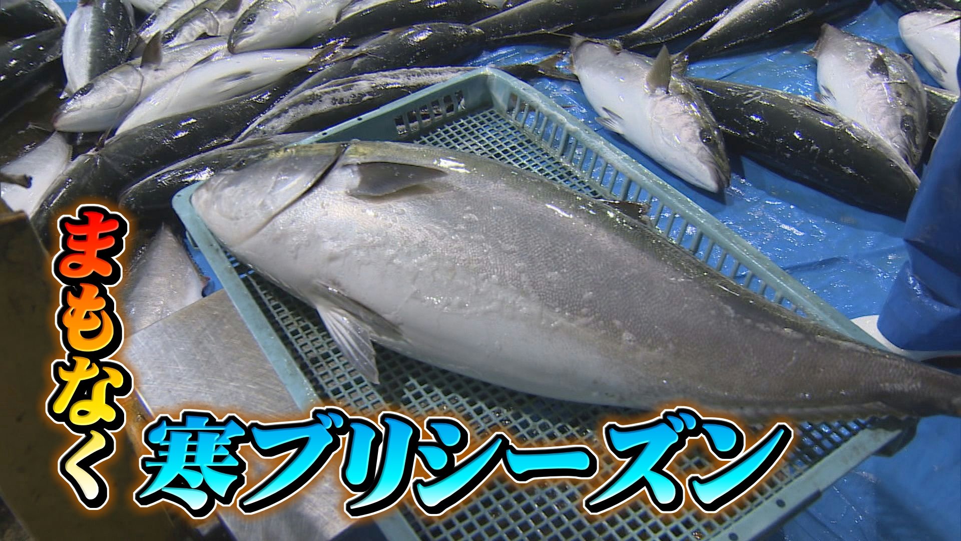 今季の「寒ブリ」どうなる…氷見漁港に307本水揚げ 7キロ以上のブリが