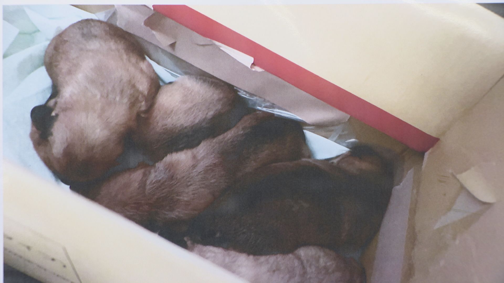 「お金がなかった」生まれたばかりの子犬5匹を置き去りに　無職の女（28）逮捕　5匹は身を寄せ合った状態で発見