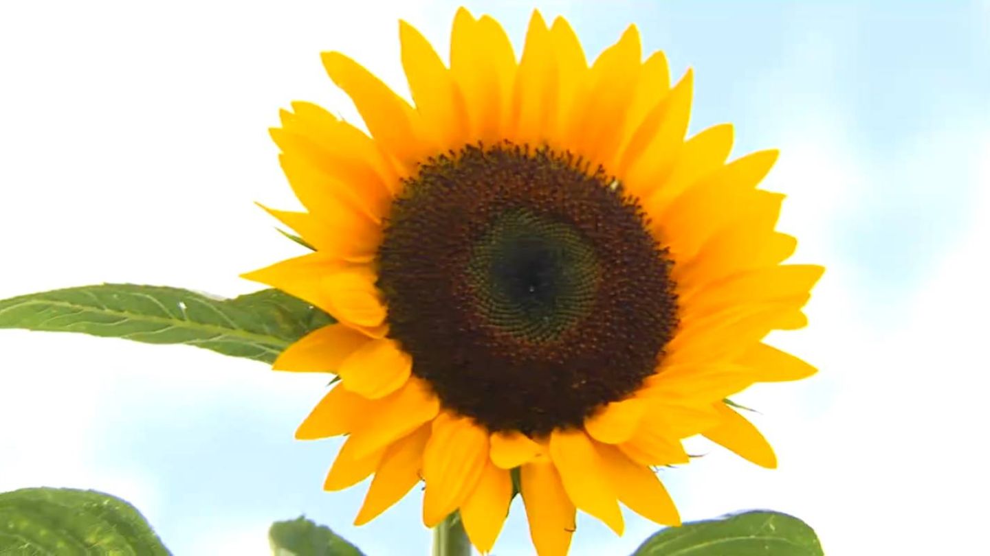 高さ2mに成長…ひまわり満開 涼しげな滝に「癒される」 35度超、熱中症