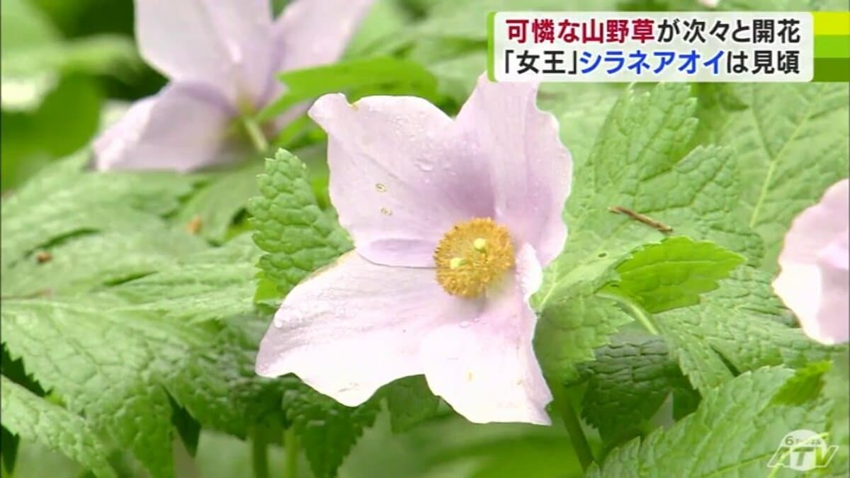 ゴールデンウィーク後半におすすめ 約800株の“山野草の女王