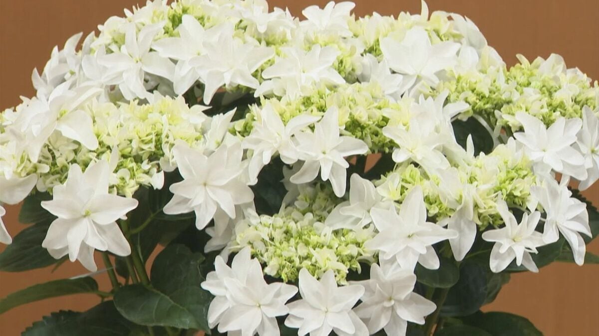 島根 アジサイ 新品種 月うさぎ 月うさぎ 純白の八重咲き 島根県