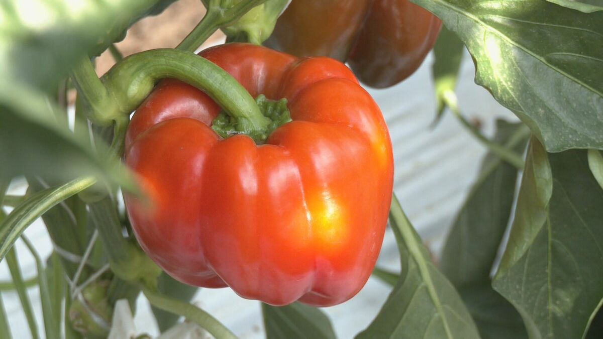 肉厚でみずみずしいブランド野菜 真っ赤な「飛騨パプリカ」秋にはりんごのように甘い　高山市の東農園では1日5000個収穫中