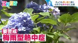 湿度70%で要注意!“梅雨型熱中症” 「油断している人がなる」救急専門医に対策を聞く【ひるおび】|TBS NEWS DIG