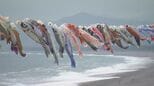 海岸沿いに250匹の“こいのぼり” ゴールデンウイークを前に地元住民らが掲げる 三重・熊野市|TBS NEWS DIG