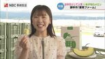 メロンの食べ頃は「収穫1週間後」ヘタの枯れと香りが合図！諫早湾干拓のミネラル豊富な土壌が育む「肥後グリーンメロン」　|　長崎のニュース | 天気 | NBC長崎放送