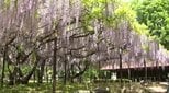 【知ってる？？名前の由来・画像あり】信州・上田市の信濃国分寺史跡公園「カバンの藤」見ごろ…約500平方メートルにフジ棚…地元の銀行員が故郷の農家からもらった苗を「カバン」に入れて持ち帰り…「最高幸せ！こんないい花を見られて…」|TBS NEWS DIG
