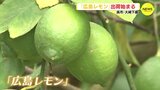 「糖度が高くいいレモンができた」日本一の生産量誇る“広島レモン”出荷始まる　|　RCC NEWS | 広島ニュース | RCC中国放送